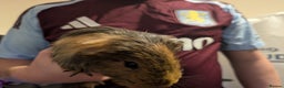 Guinea Pig rodents for sale: Guinea pigs both male and female  - Advert 8