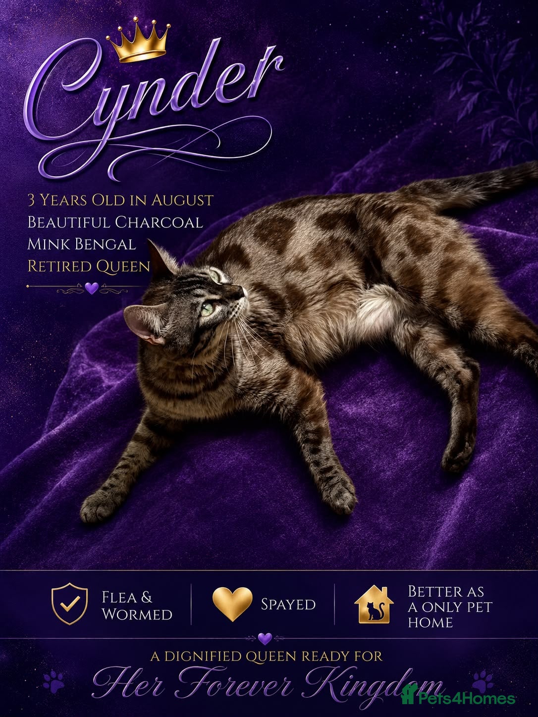 Bengal cats Retired Bengal Queen - Advert 1