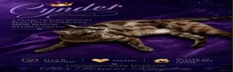 Bengal cats for sale: Retired Bengal Queen in Southam - Advert 1