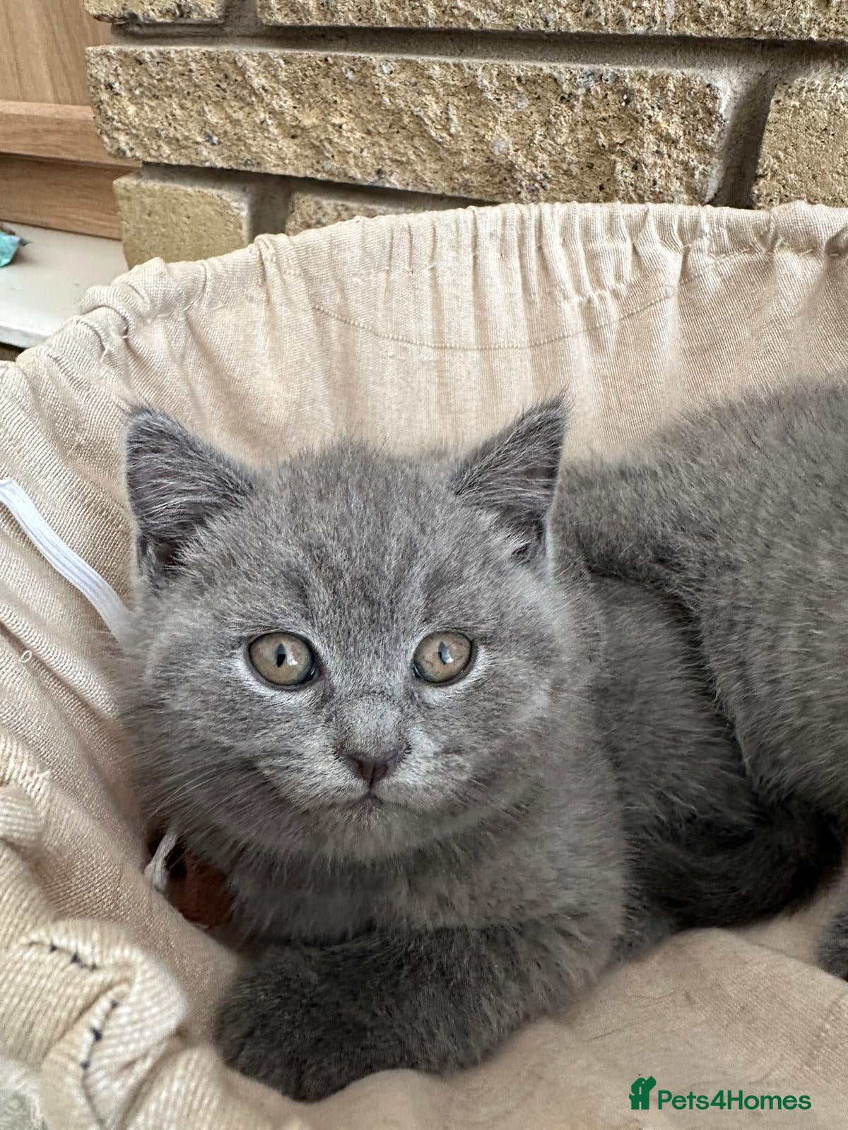 British Shorthair cats Beautiful British Shorthair Kittens - Advert 2