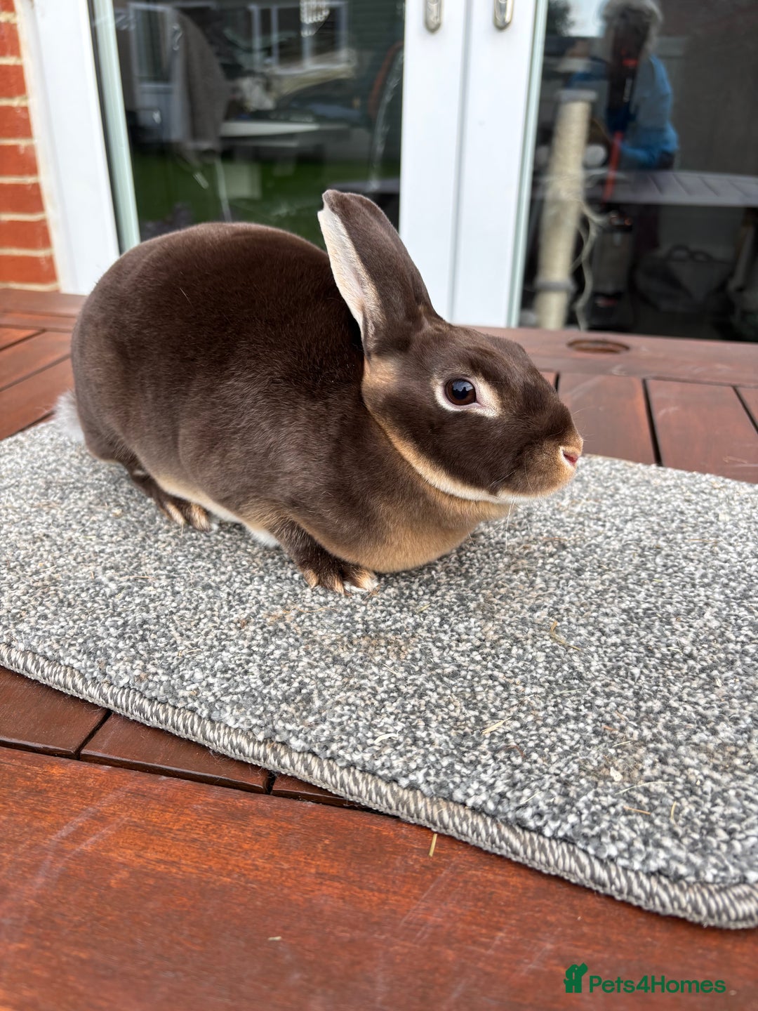 Rex rabbits for sale: Stunning Purebred Chocolate Otter Mini Rex - Image 6
