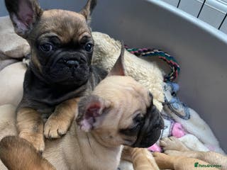 French Bulldog dogs KC Registered French Bulldogs Blue/Brindle/Fawn - Advert 18
