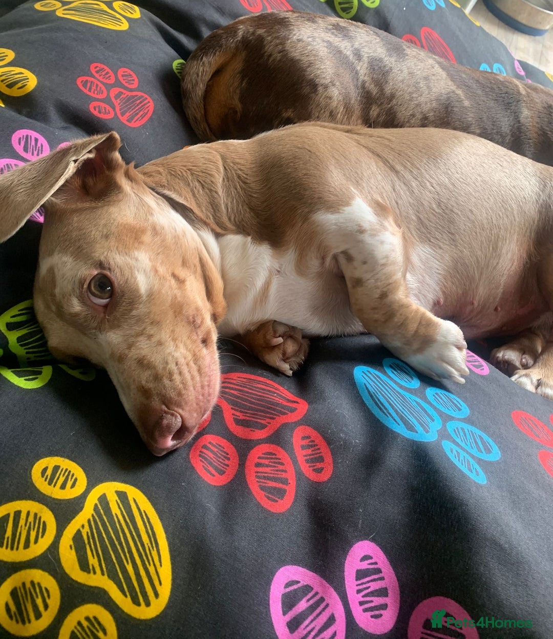 Miniature Dachshund dogs for stud: Miniature Dachshund Stud KC registered.  in Derby - Advert 5