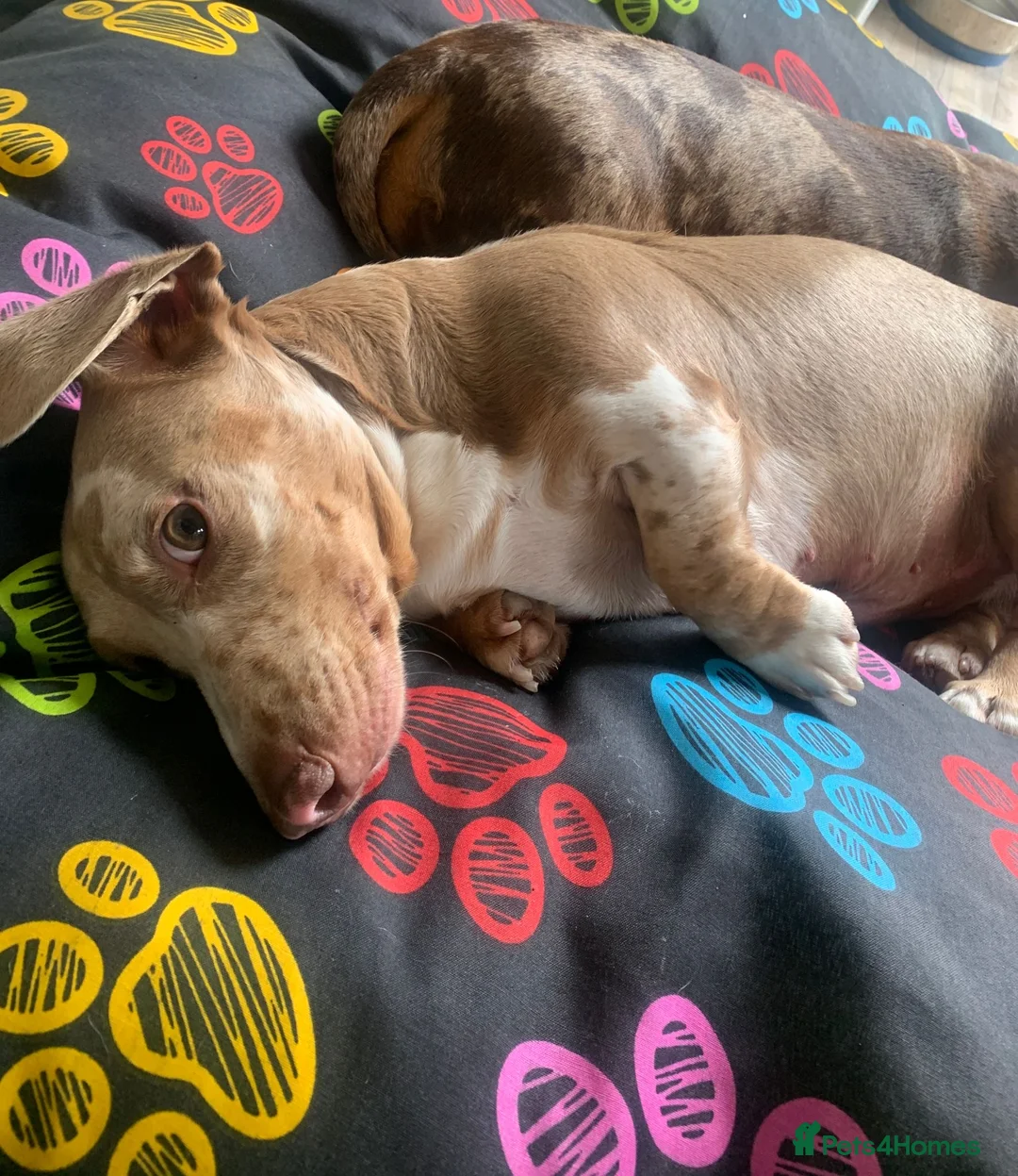 Miniature Dachshund dogs for stud: Miniature Dachshund Stud KC registered.  in Derby - Advert 5