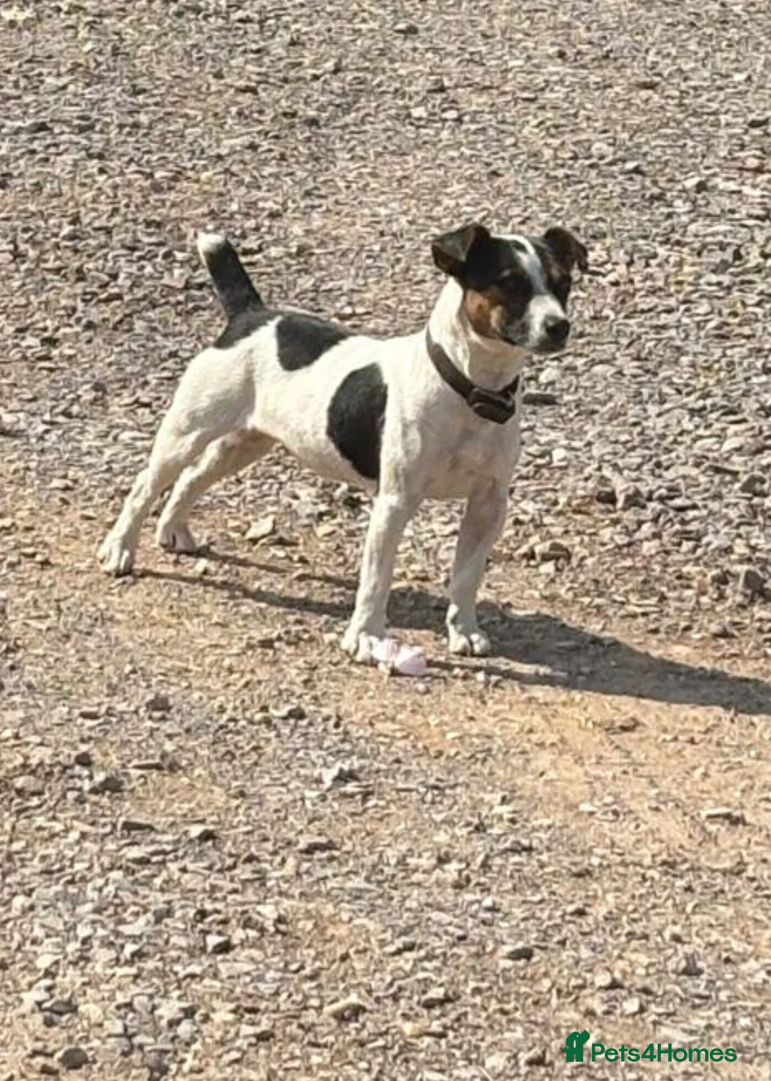 Jackshund dogs for sale: Darren the Daxijack  - Advert 4