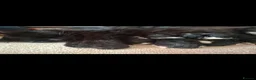 Mixed Breed cats for sale: READY NOW ..Beautiful black and white kittens  - Advert 7