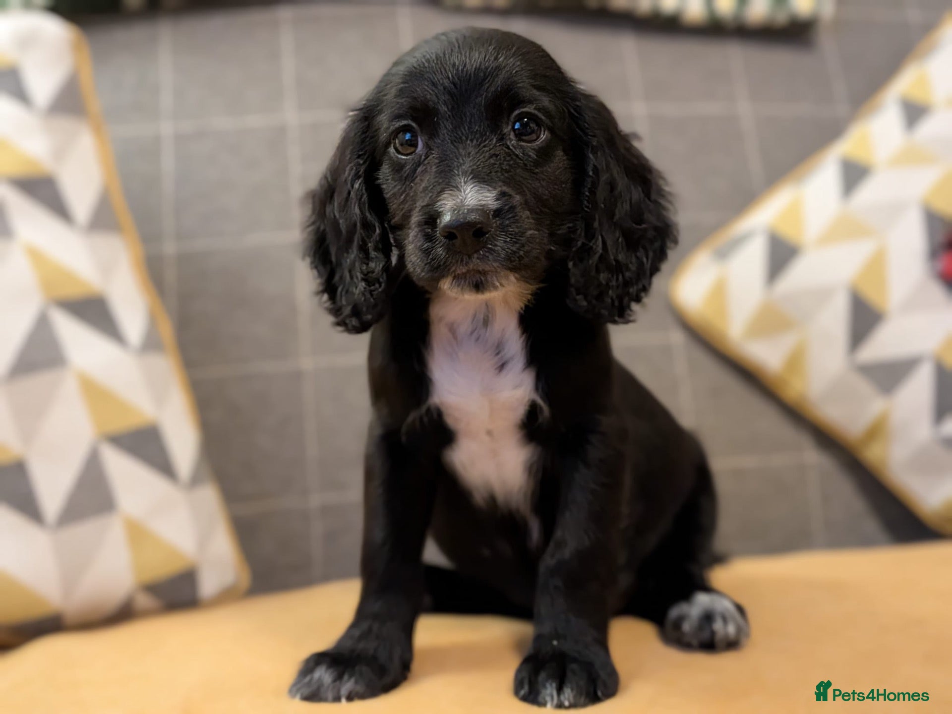 Sprocker dogs **1 Female Black Sprocker Pup** - Advert 12