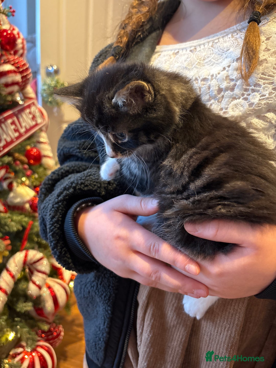 Mixed Breed cats for sale: 4 kittens for sale - Advert 8