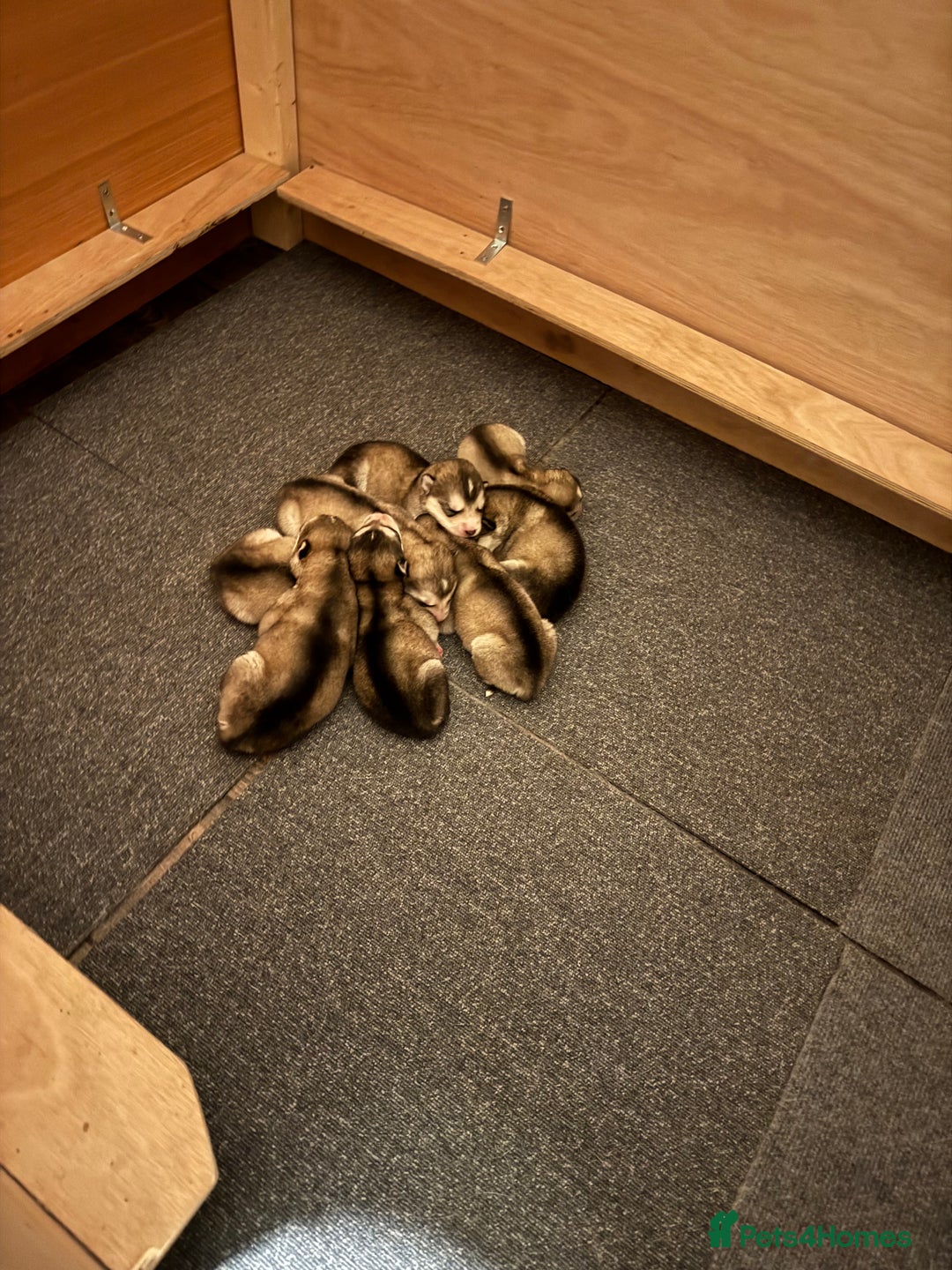 Alaskan Malamute dogs for sale: 8 beautiful Alaskan malamute puppies - Advert 3