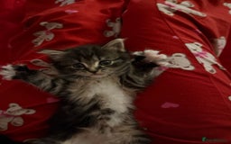 Domestic Shorthair cats for sale: Adorable Kittens - Advert 8