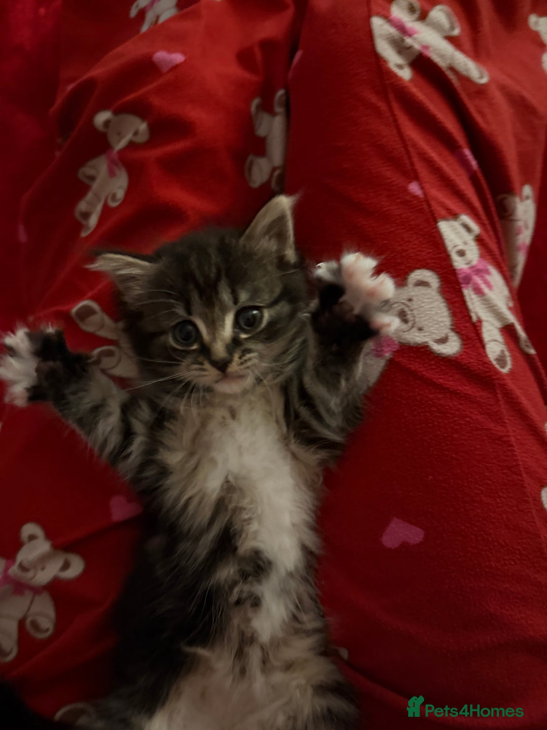 Domestic Shorthair cats for sale: Adorable Kittens - Advert 8