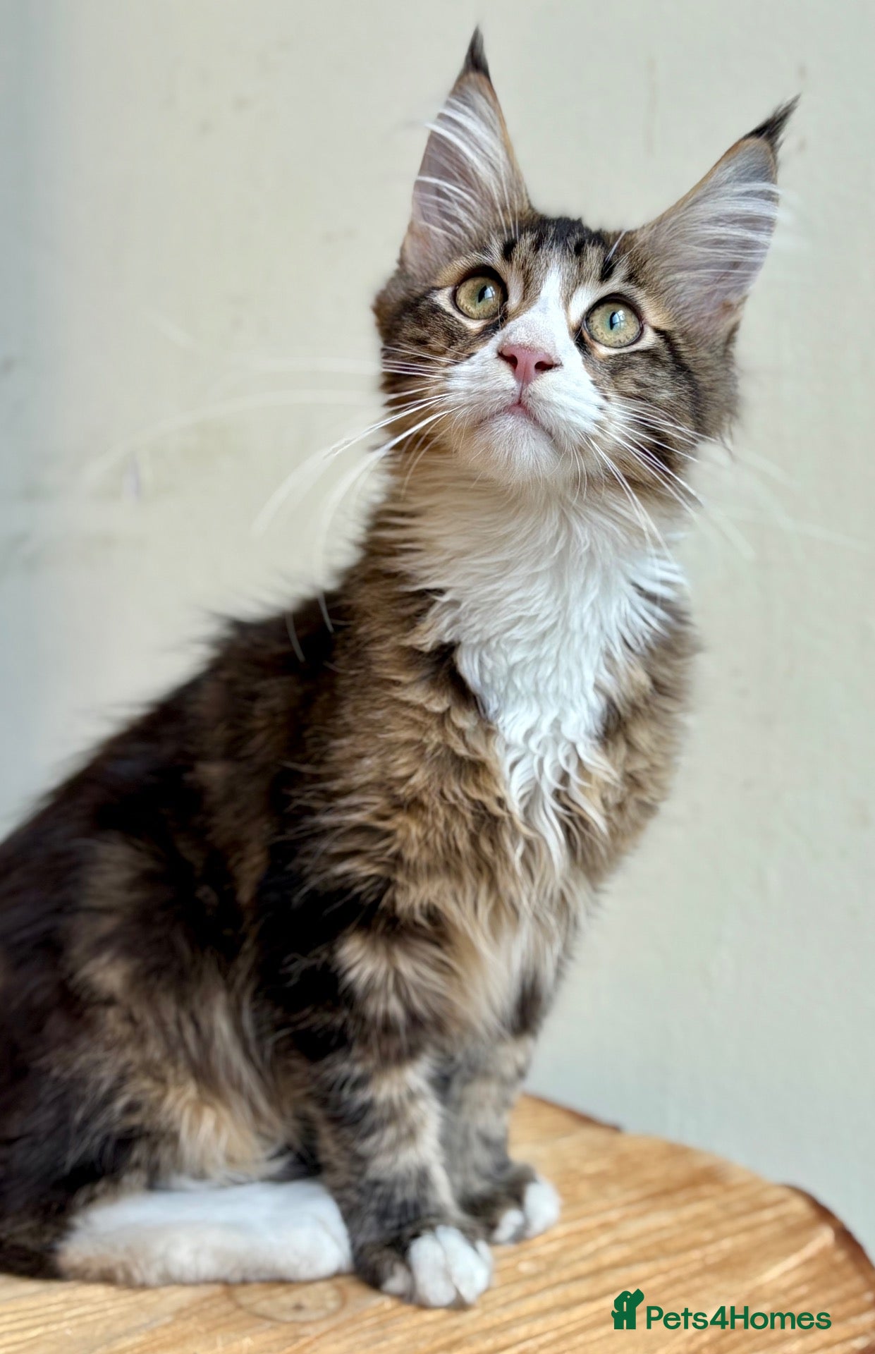 Maine Coon cats Beautiful Maine Coon Cats - Advert 1