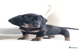 Miniature Dachshund dogs for sale: Kc reg min  Dachshund babies  - Image 19