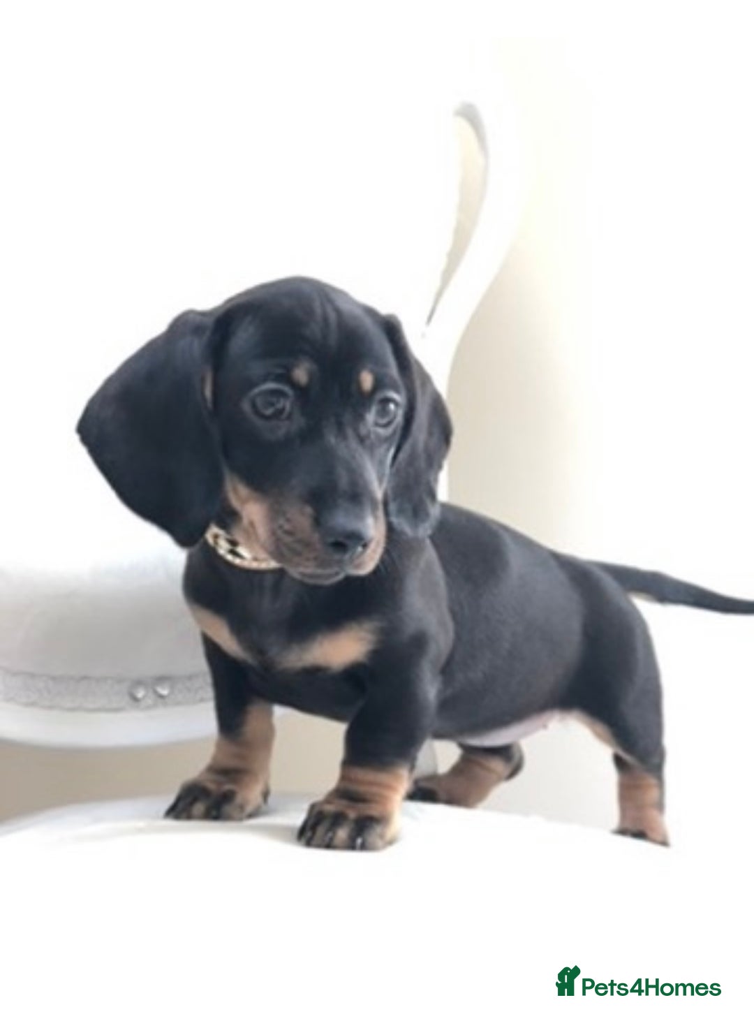 Miniature Dachshund dogs for sale: Kc reg min  Dachshund babies  - Image 19