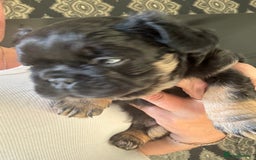 French Bulldog dogs for sale: Beautiful Black and Tan Fluffy Frenchbulldog - Image 7