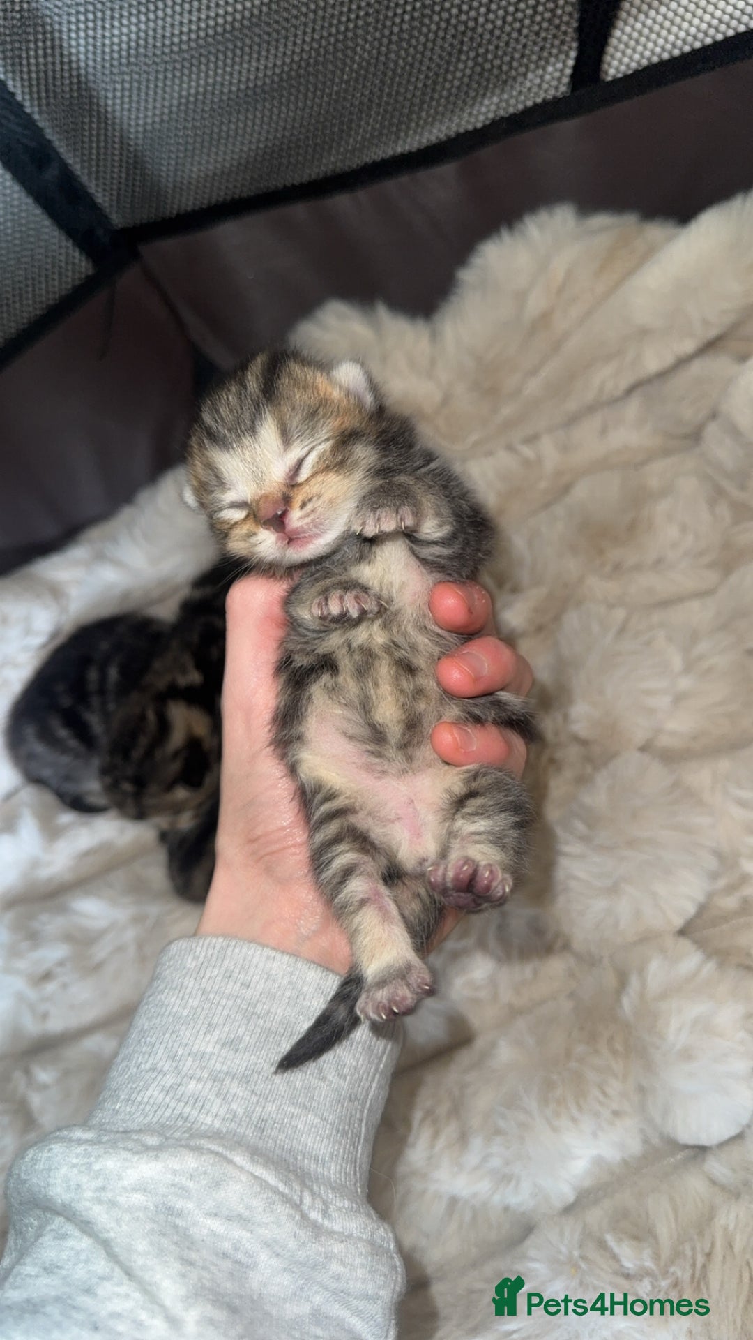 British Shorthair cats for sale: British short hair kittens  - Image 9