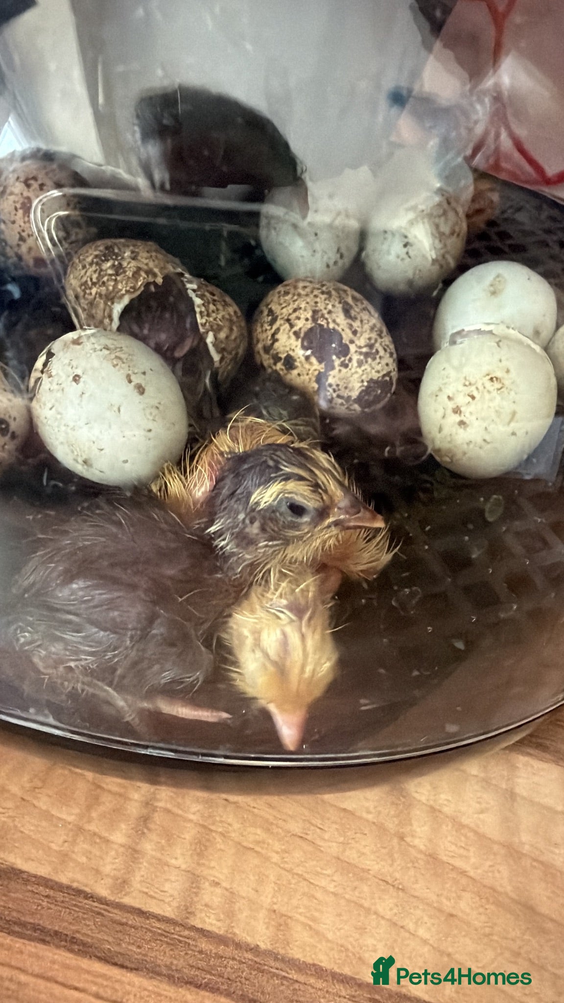 Quail poultry Celadon quails - Advert 3