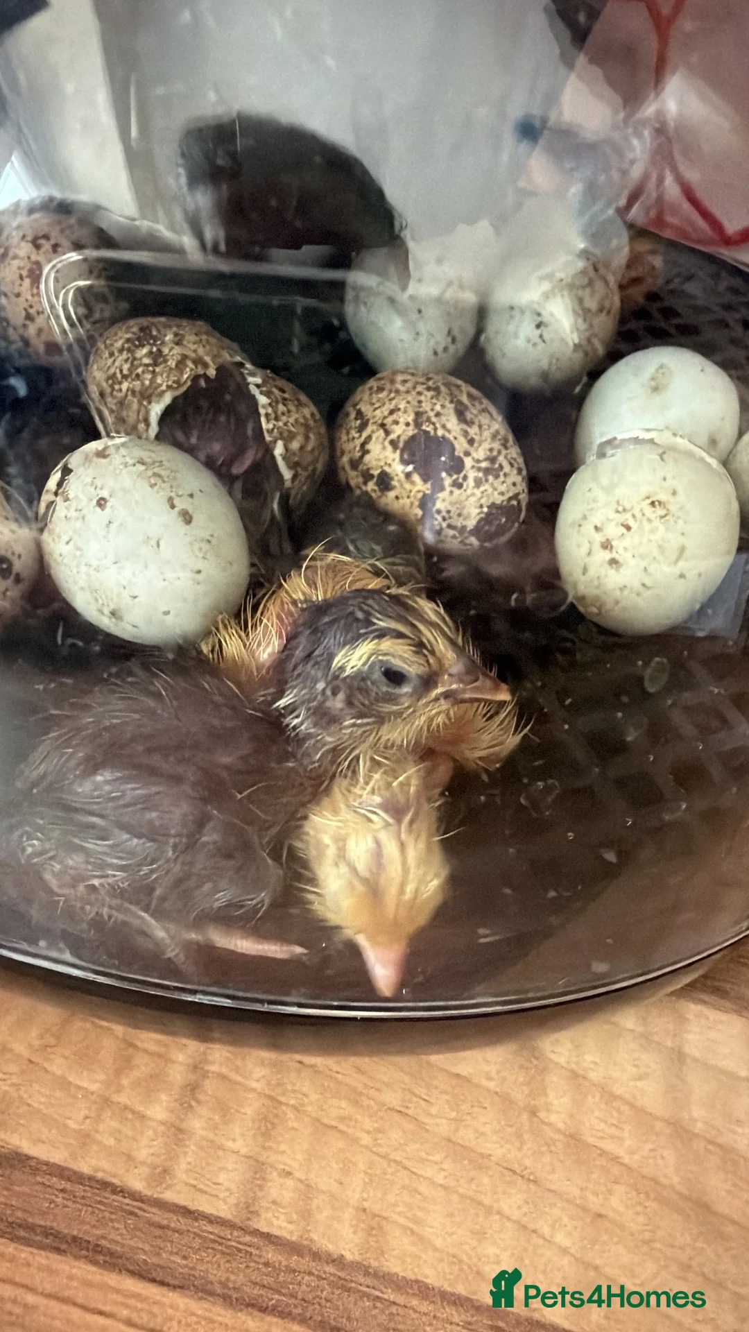 Quail poultry for sale: Celadon quails in Waterlooville - Advert 1