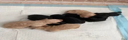Cavapoo dogs for sale: Gorgeous Tiny Toy F1b Cavapoo puppies for sale - Advert 4