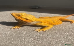 Dragon reptiles for sale: bearded dragon - Image 3