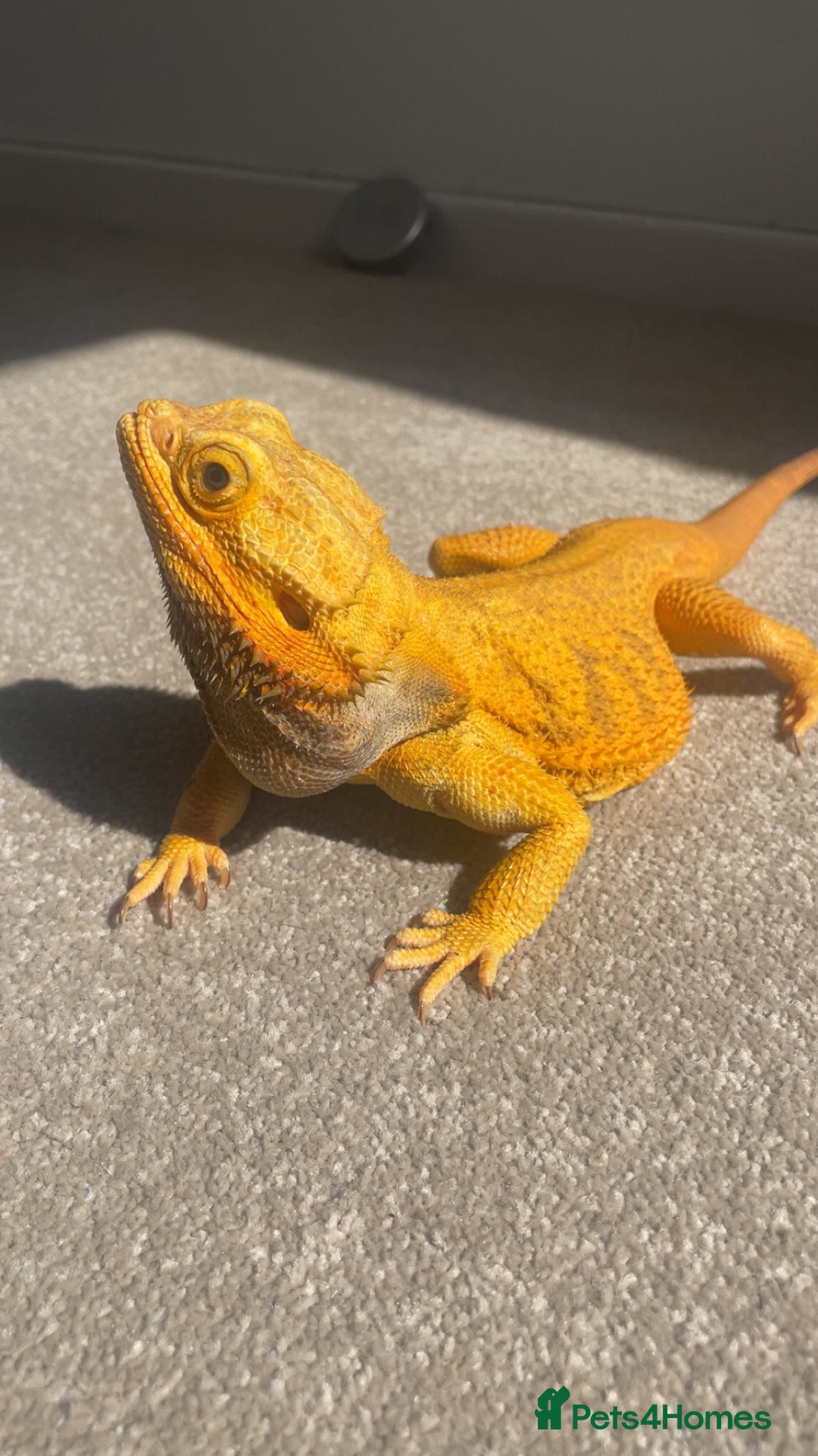 Dragon reptiles for sale: bearded dragon - Image 3