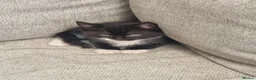 Mixed Breed cats for sale: Kittens in St. Ives - Advert 6
