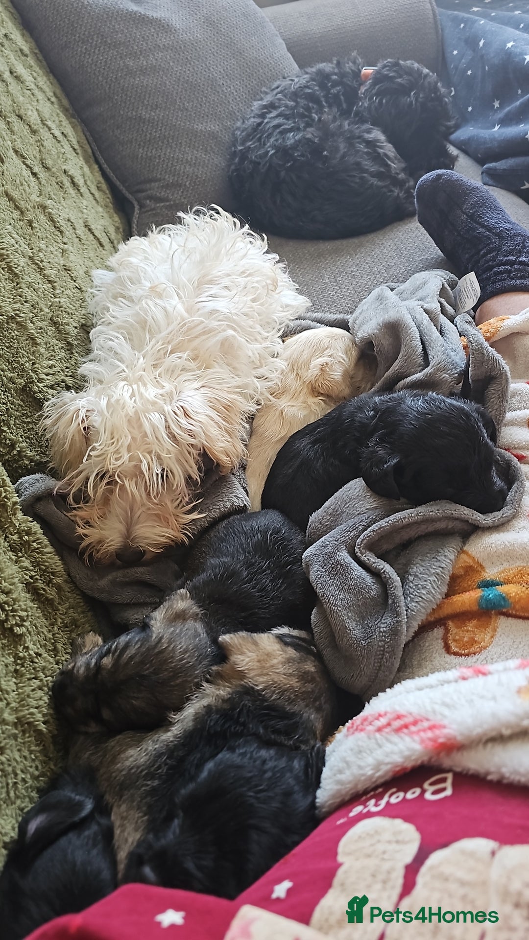 Schnoodle dogs for sale: Perfect schnoodles - Advert 27