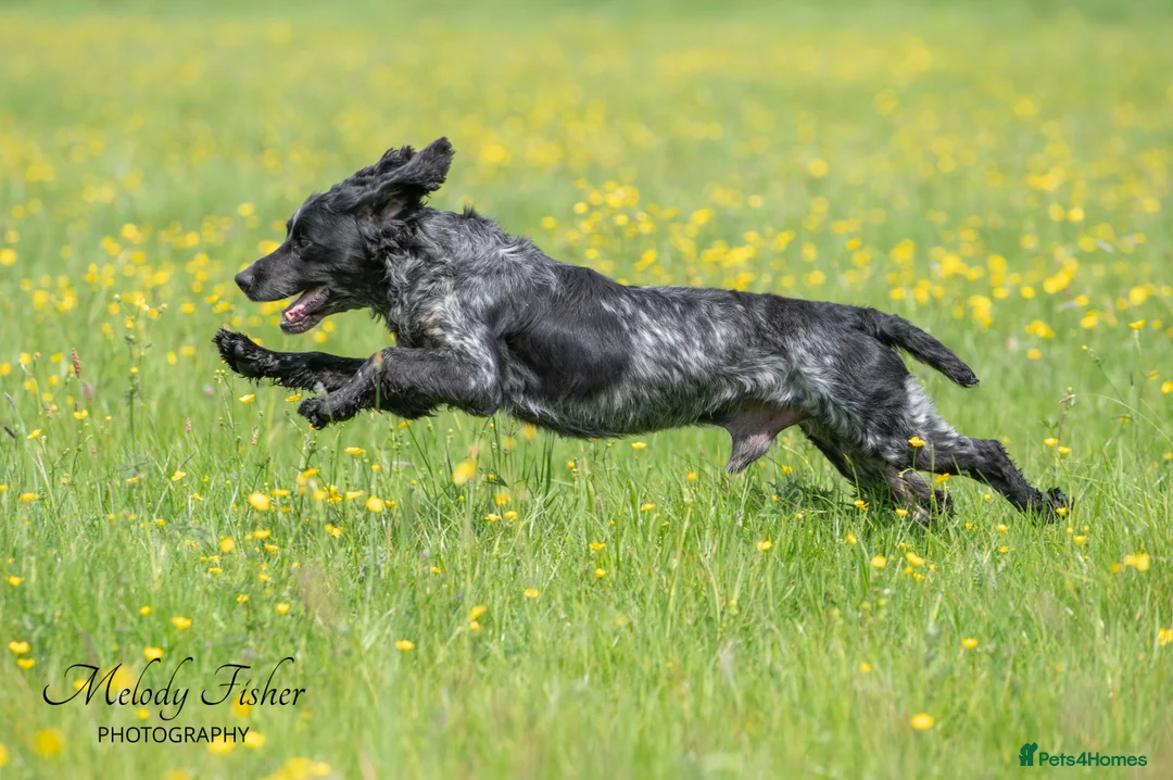 Cocker Spaniel dogs for stud: Stunning Blue Roan Cocker for stud in Tewkesbury - Advert 3