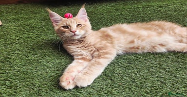 Maine Coon cats - Advert 14