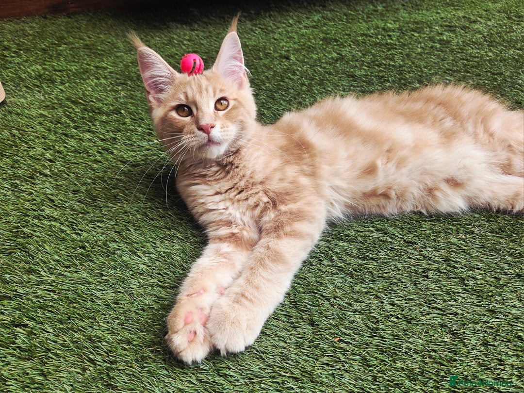 Maine Coon cats for sale: 1 Cream Boy Available. Ready Now.  - Image 6