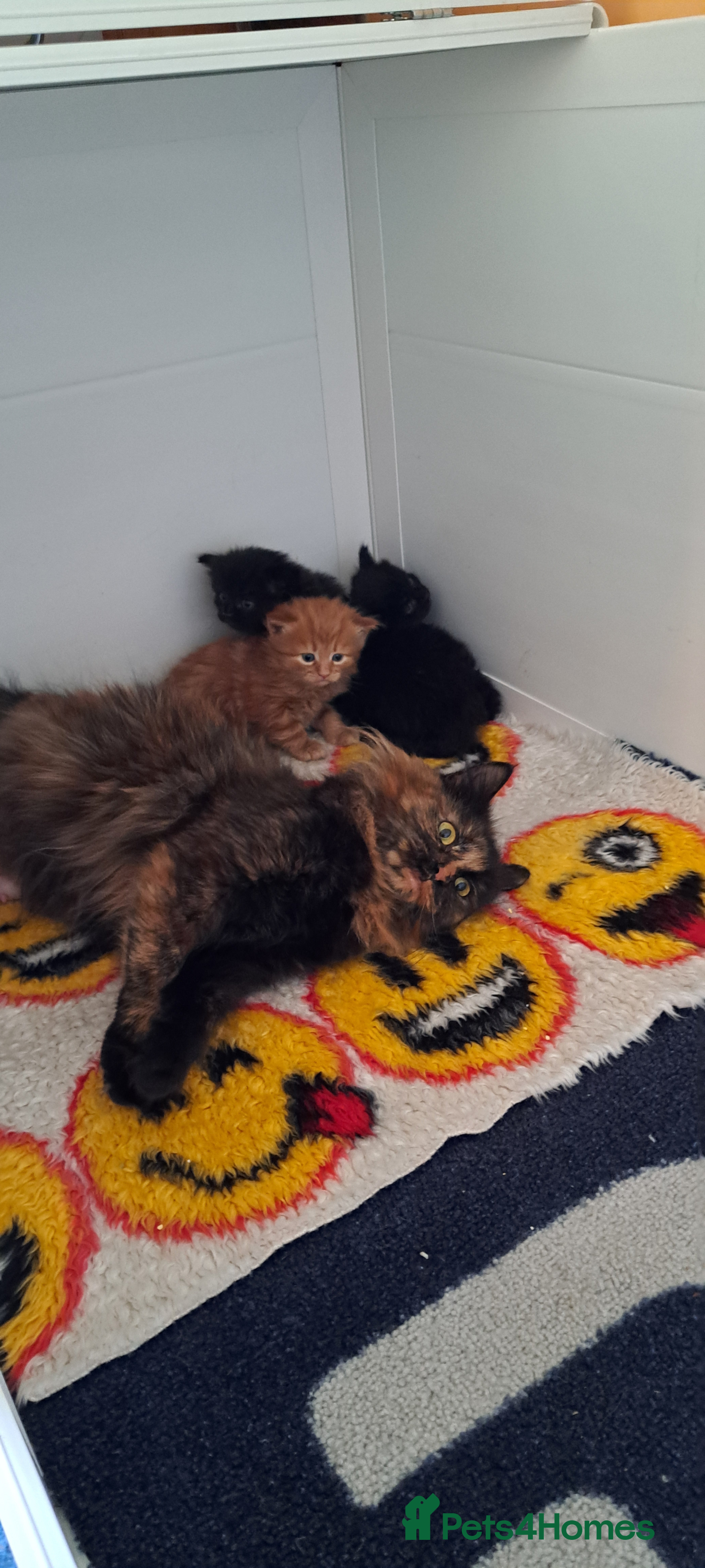 Siberian cats Stunning litter of fluffy 3/4 Siberians - Advert 1