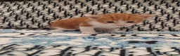 American Shorthair cats for sale: 6 gorgeous mix breed kittens  - Advert 21