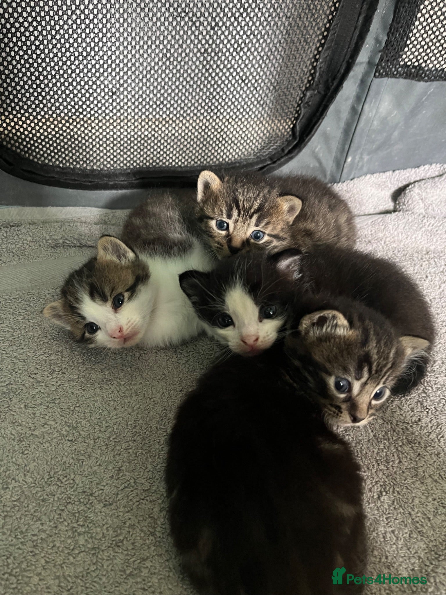 Mixed Breed cats 4 beautiful mixed breed kittens - Advert 8