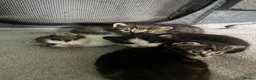Mixed Breed cats for sale: 4 beautiful mixed breed kittens in Newton Abbot - Advert 1