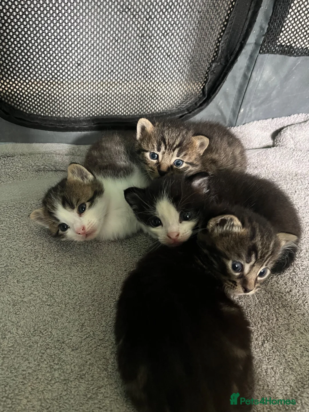 Mixed Breed cats for sale: 4 beautiful mixed breed kittens in Newton Abbot - Advert 1