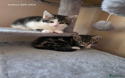 Mixed Breed cats for sale: 4 little kittens looking lovely new home.  - Image 15