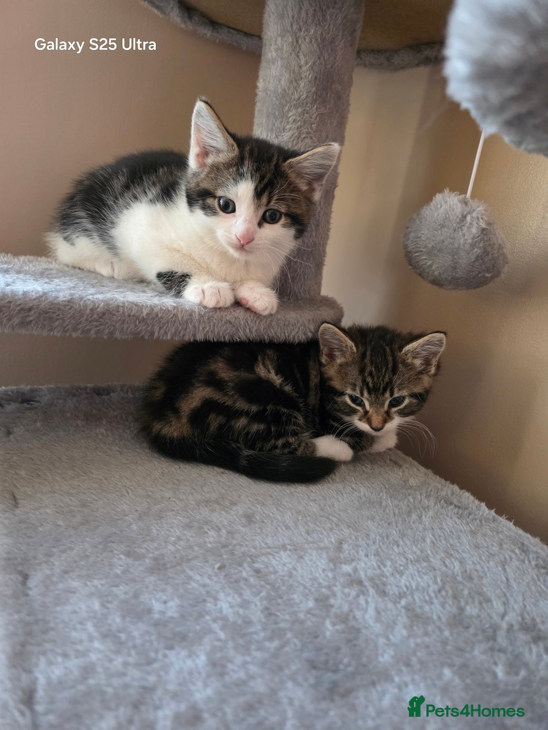 Mixed Breed cats for sale: 4 little kittens looking lovely new home.  - Image 15