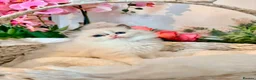 Ragdoll cats for sale: Premium Quality✨️🏆 TICA Reg European Ragdolls 🩷  - Advert 6