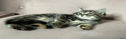 Mixed Breed cats for sale: Part Maine Coon kitten, ready - Advert 6