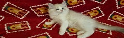 Ragdoll cats for sale: 💕BEAUTIFUL TICA REGISTERED RAGDOLLS KITTENS💕  - Advert 32