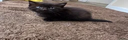 Mixed Breed cats for sale: Kittens in Carnforth - Advert 4