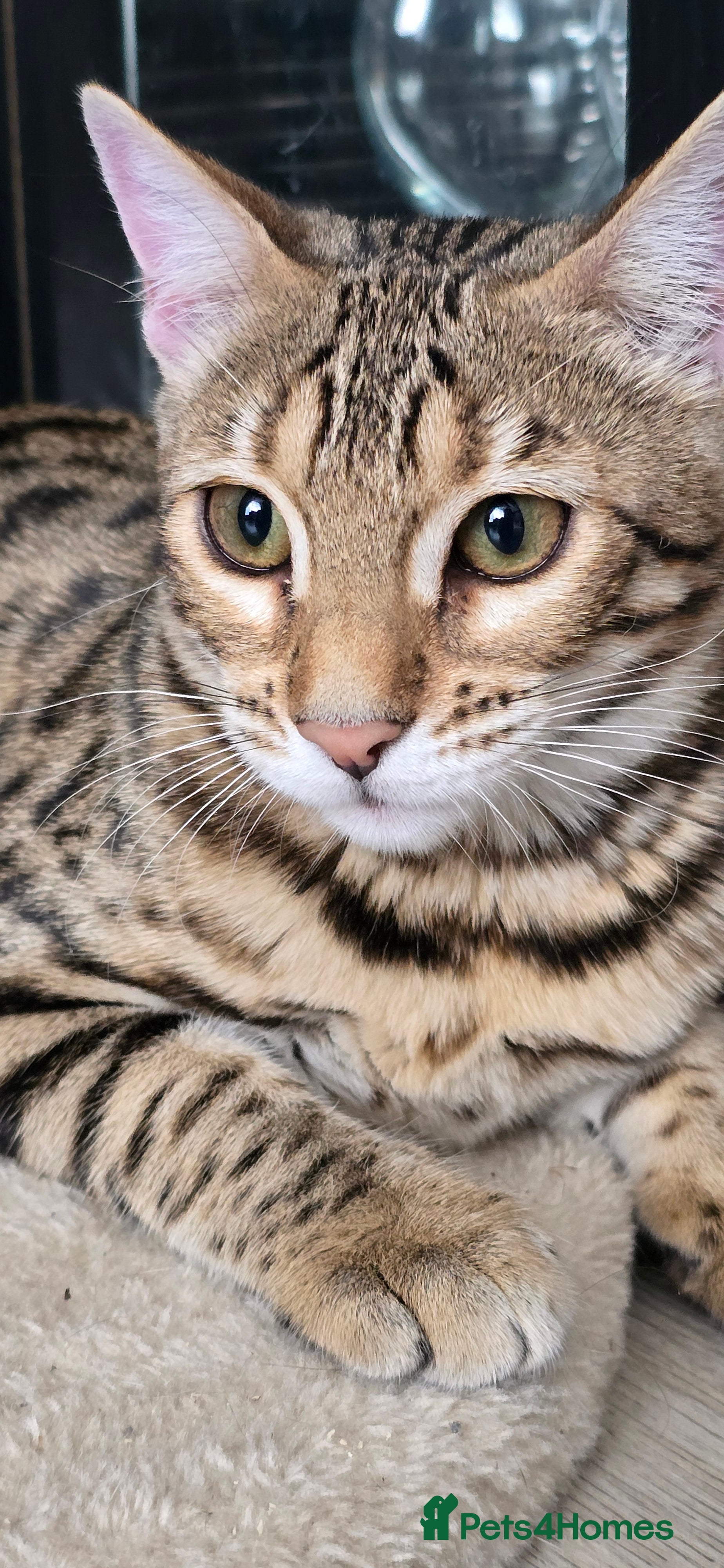 Bengal cats Looking for 5⭐️Forever Home for Our Beautiful Girl - Advert 8