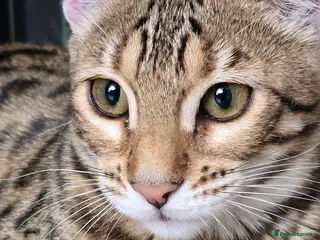 Bengal cats Looking for 5⭐️Forever Home for Our Beautiful Girl - Advert 8