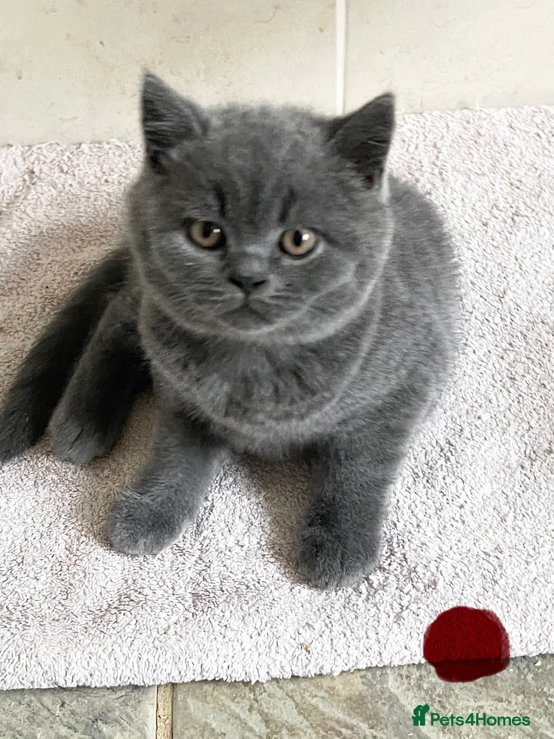 British Shorthair cats for sale: SOUTHWOLDKITS REY - Advert 2