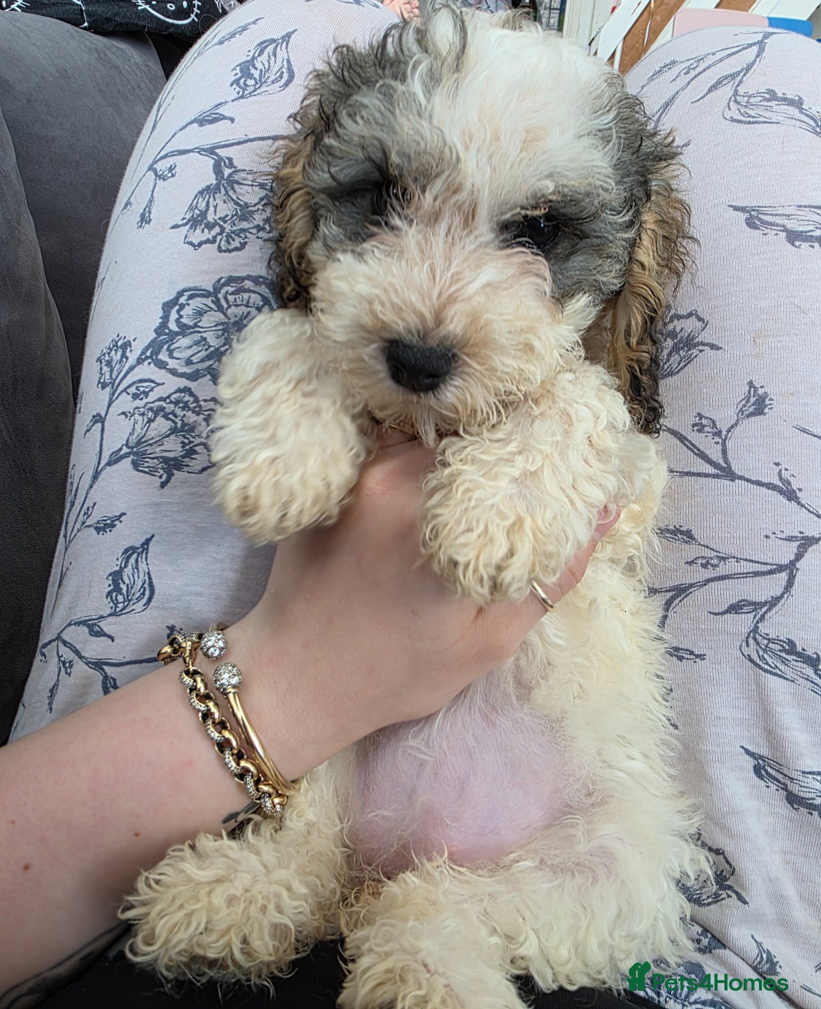 Cockapoo dogs Beautiful cockapoo puppies i will take less  - Advert 2