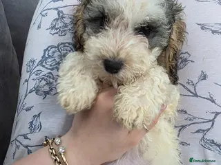 Cockapoo dogs Beautiful cockapoo puppies i will take less - Advert 2