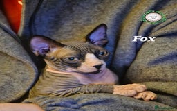 Sphynx cats for sale: Adorable Canadian Sphynx – Champion Bloodline - Image 7