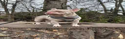 French Bulldog dogs for stud: King pink visual pink and tan proven stud  - Advert 6