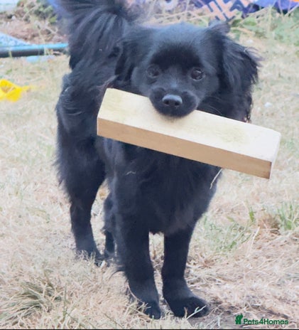 Mixed Breed dogs Pom X - Advert 1