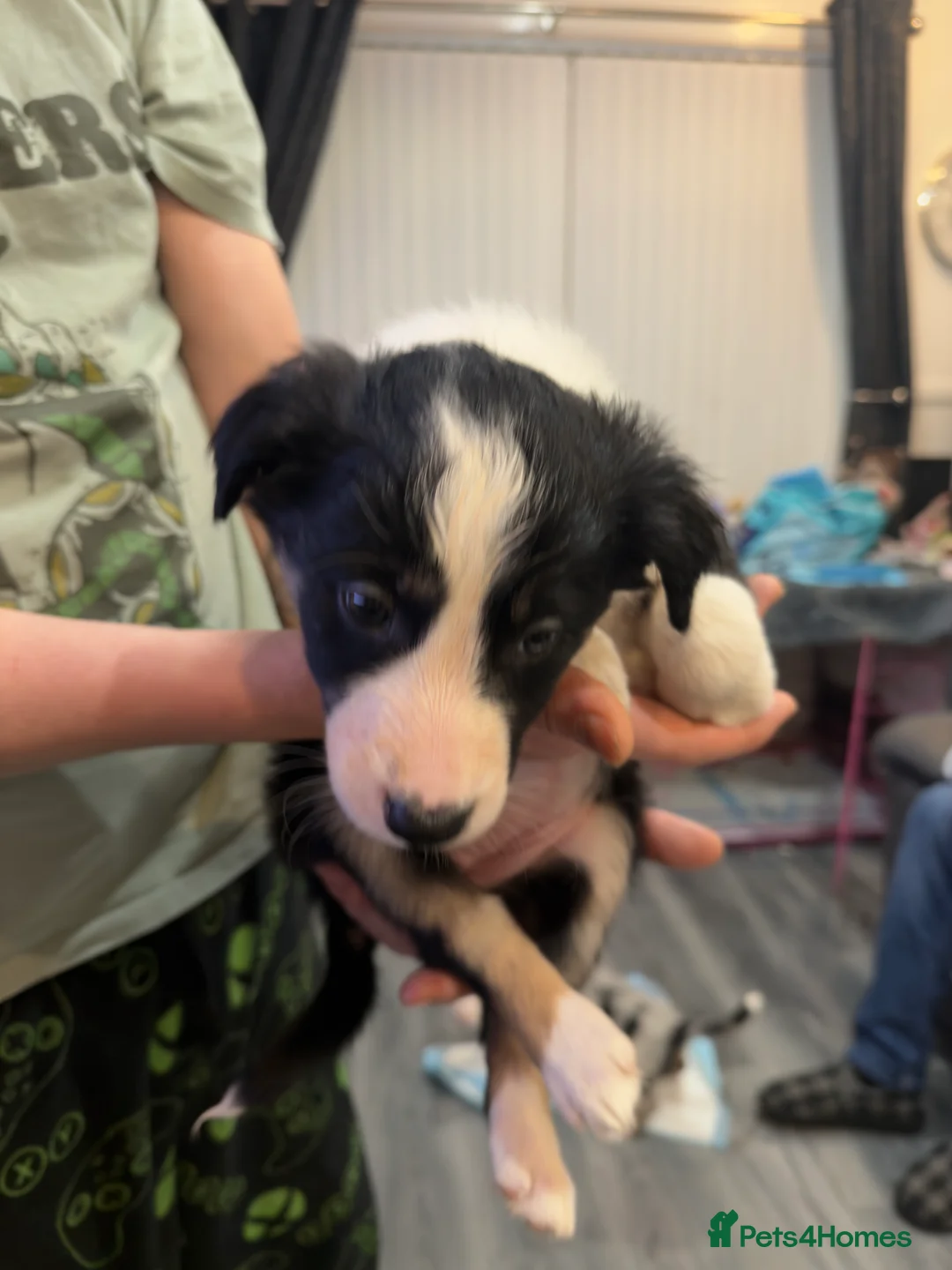 Mixed Breed dogs for sale: Stunning Border Collie Cross Puppies Family Raised - Advert 33